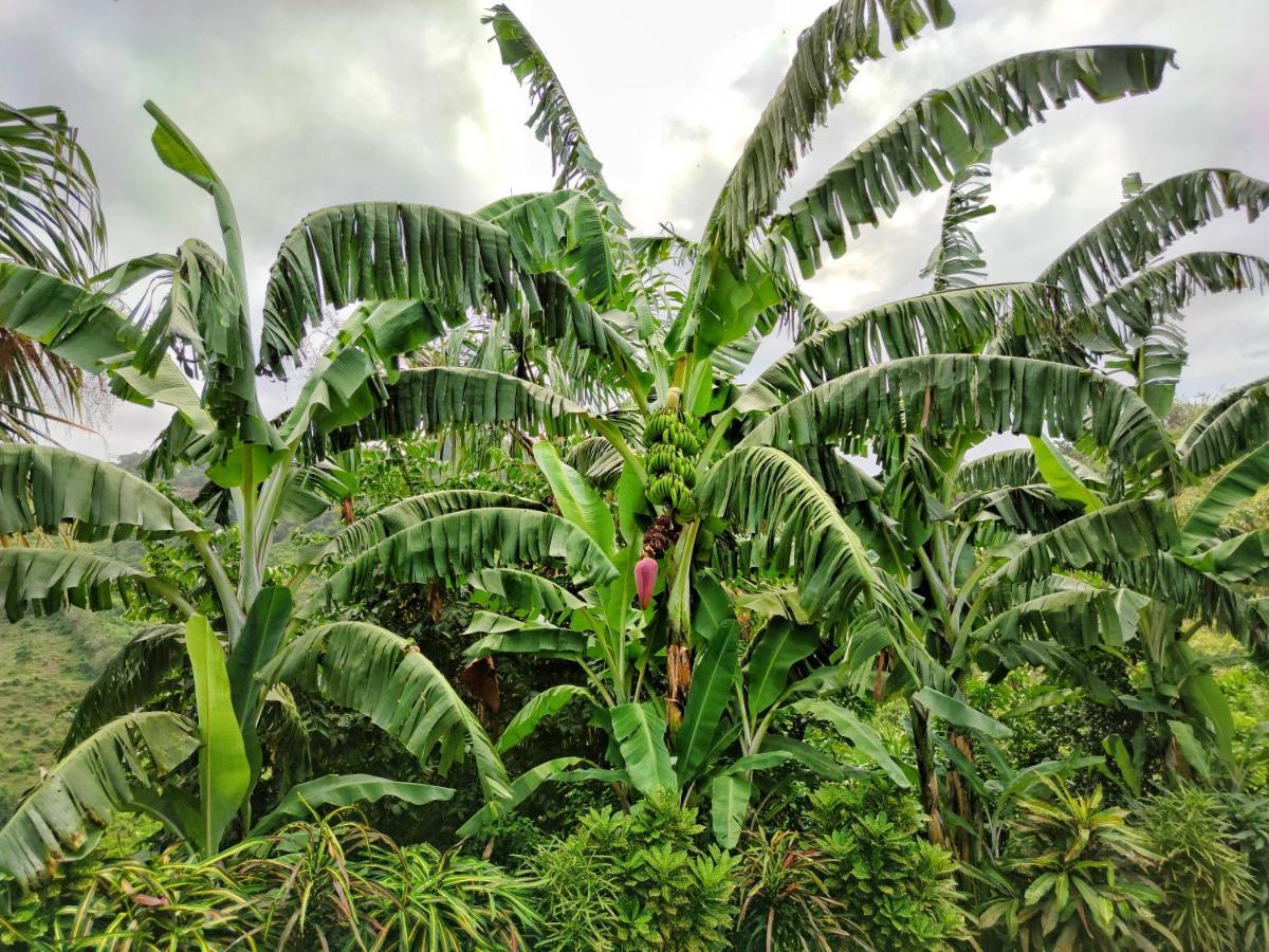 Finca Cuipo 伯里塔卡 外观 照片